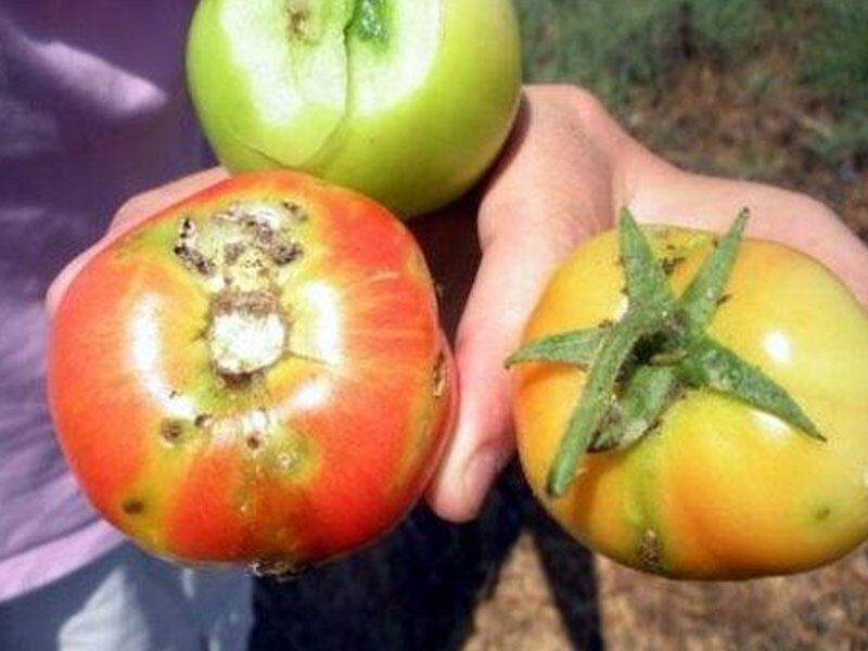 Pomidor güvəsi və onunla mübarizə üsulları